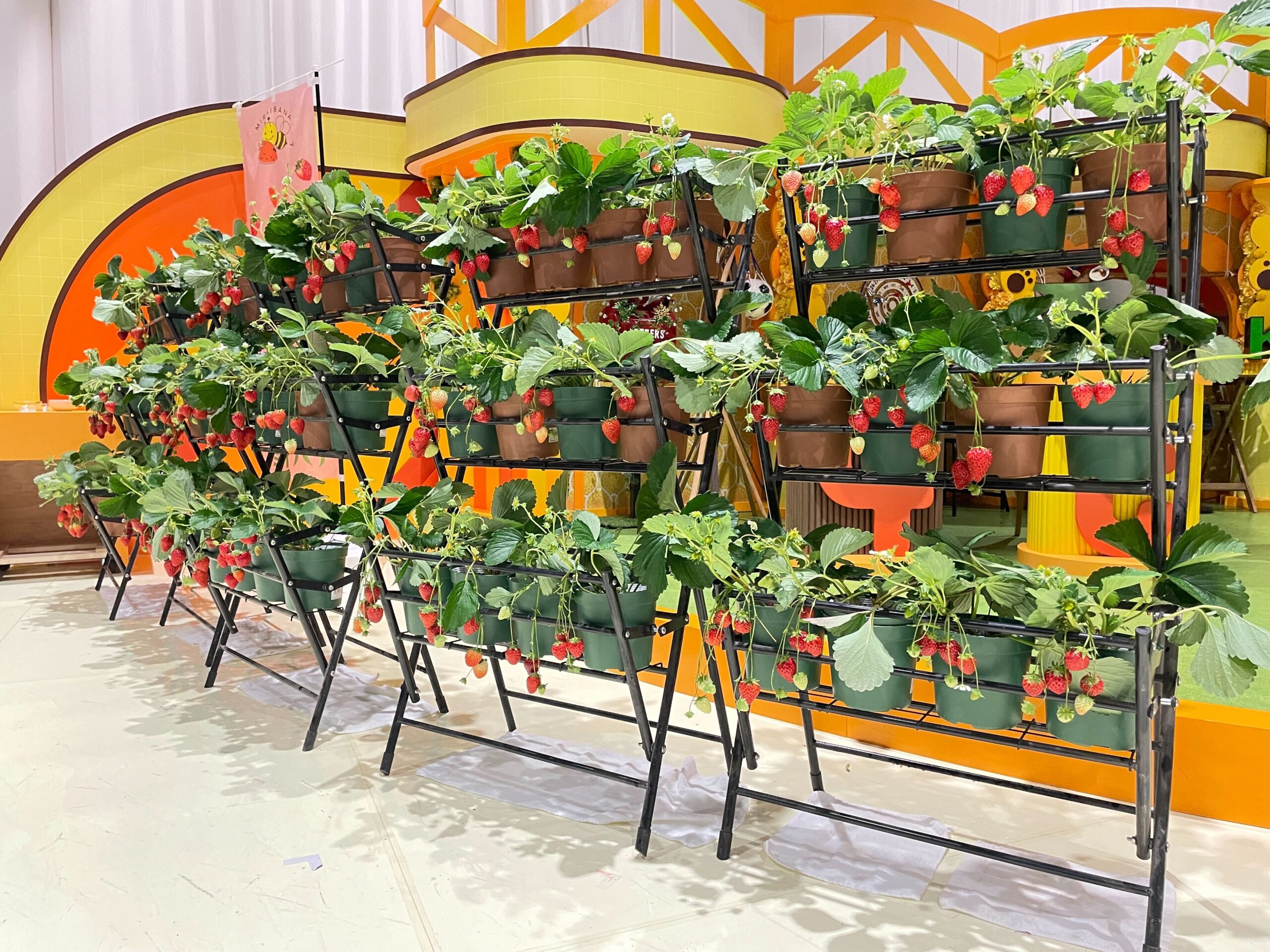 ミライバナ いちご狩り出張サービス